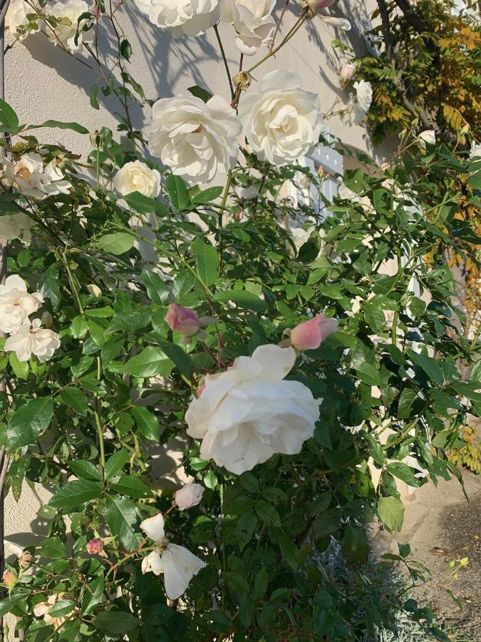 Sainte-Colombe  La Glycine B&B מראה חיצוני תמונה