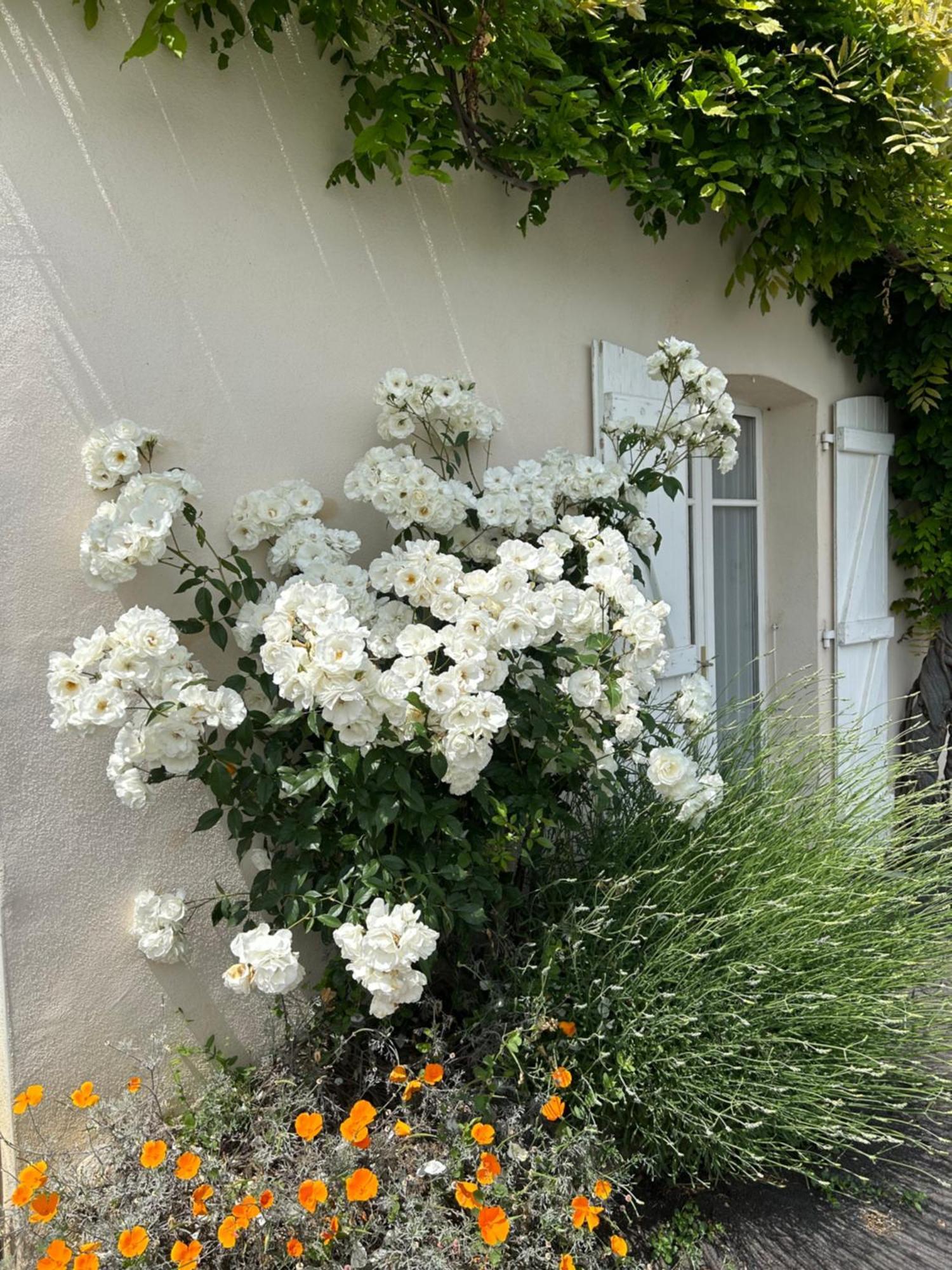 Sainte-Colombe  La Glycine B&B מראה חיצוני תמונה